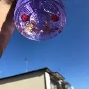 ようちゃんの画像