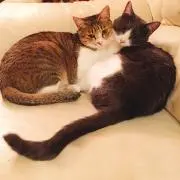 もんびびの画像
