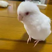 おと