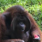 まきたろうの画像