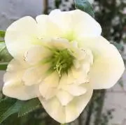 green roseの画像