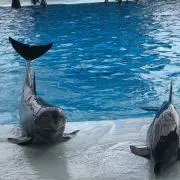 ごじゃる