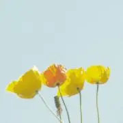 ranの画像