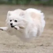 わんわんの画像