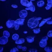 Kasumiの画像