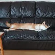なおはるの画像
