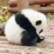 むぎzZの画像