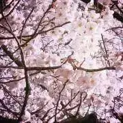 miayuの画像
