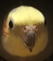 つらら