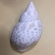 ＩＫＵＲＡの画像
