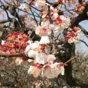 うめ※プロフご確認くださいの画像