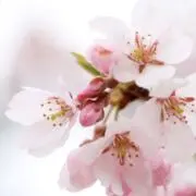 桜の画像