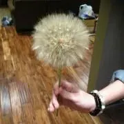にっき