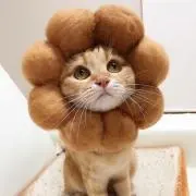 ちゃぺ