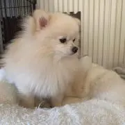 こたまるの画像