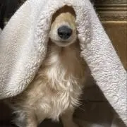りー