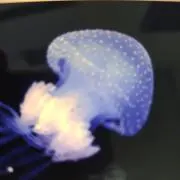 ラルゴの画像