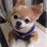 とむの画像