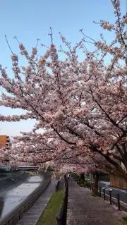 桜の画像