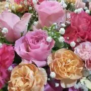 紫音の画像
