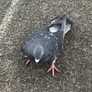 s7k4の画像