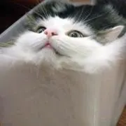 gmtjt't