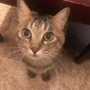 HaruNeko
