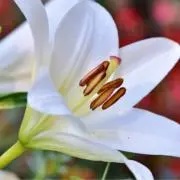 ぴい❁⃘*.゜の画像
