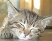 ぶーちゃんの画像