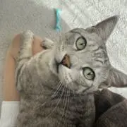 ネコサマ