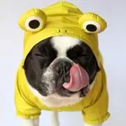 たま
