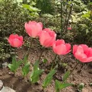 ai☆の画像