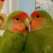 poyuの画像