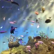 A-Kの画像