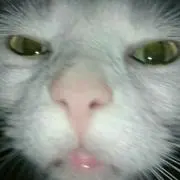 たけ