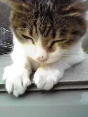 ぴよぴよ22の画像