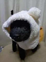オレオの画像