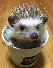 針ノ助の画像