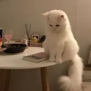 shinの画像