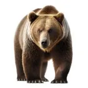 クマの画像