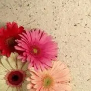 sa~yaの画像