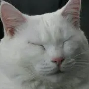 しぶねこ
