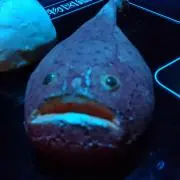 きゅりー