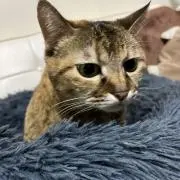 あき