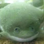 ゆういちろう