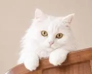 Ａ.Ｔの画像