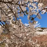ゆいの画像