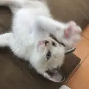 マニ　即購入OKの画像