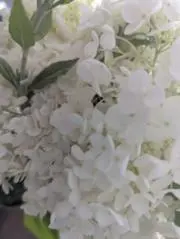 モフモフの画像