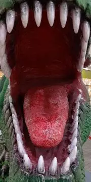 もーひゃんの画像
